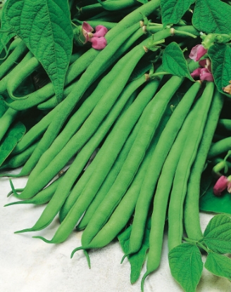 Picture of Dwarf French Bean - Tendergreen